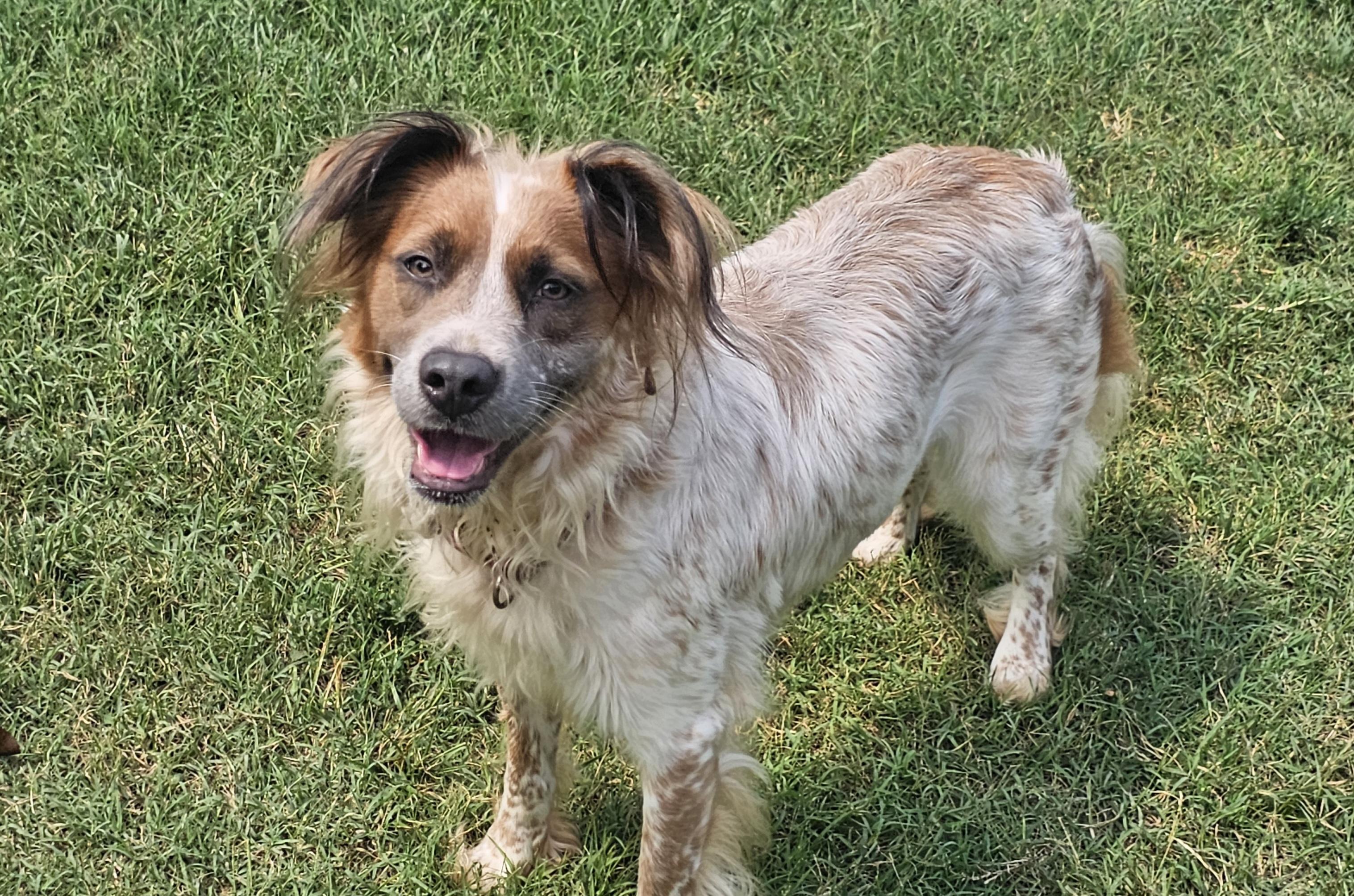 Enlarge Jewel, a Adopted mixed breed in Lexington, KY image 1/5
