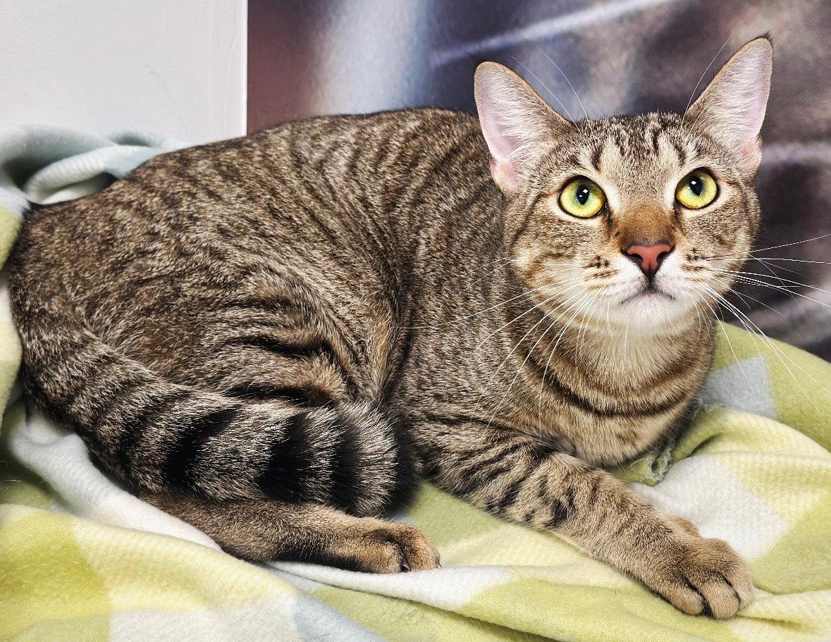 Enlarge Sir Hiss, a Adopted American Shorthair in Longwood, FL image 2/3