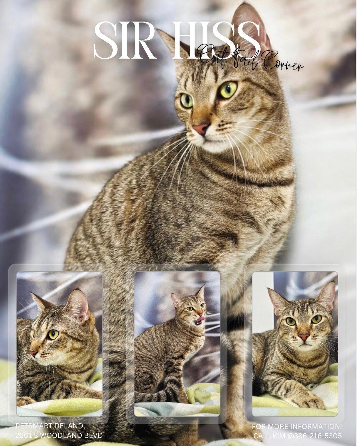 Sir Hiss, Adopted, Adult Male American Shorthair.