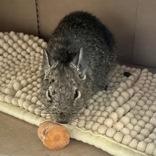 Enlarge Ban, a ADOPTABLE Degu in Lansing, MI image 1/2