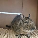 Enlarge Ban, a ADOPTABLE Degu in Lansing, MI image 2/2