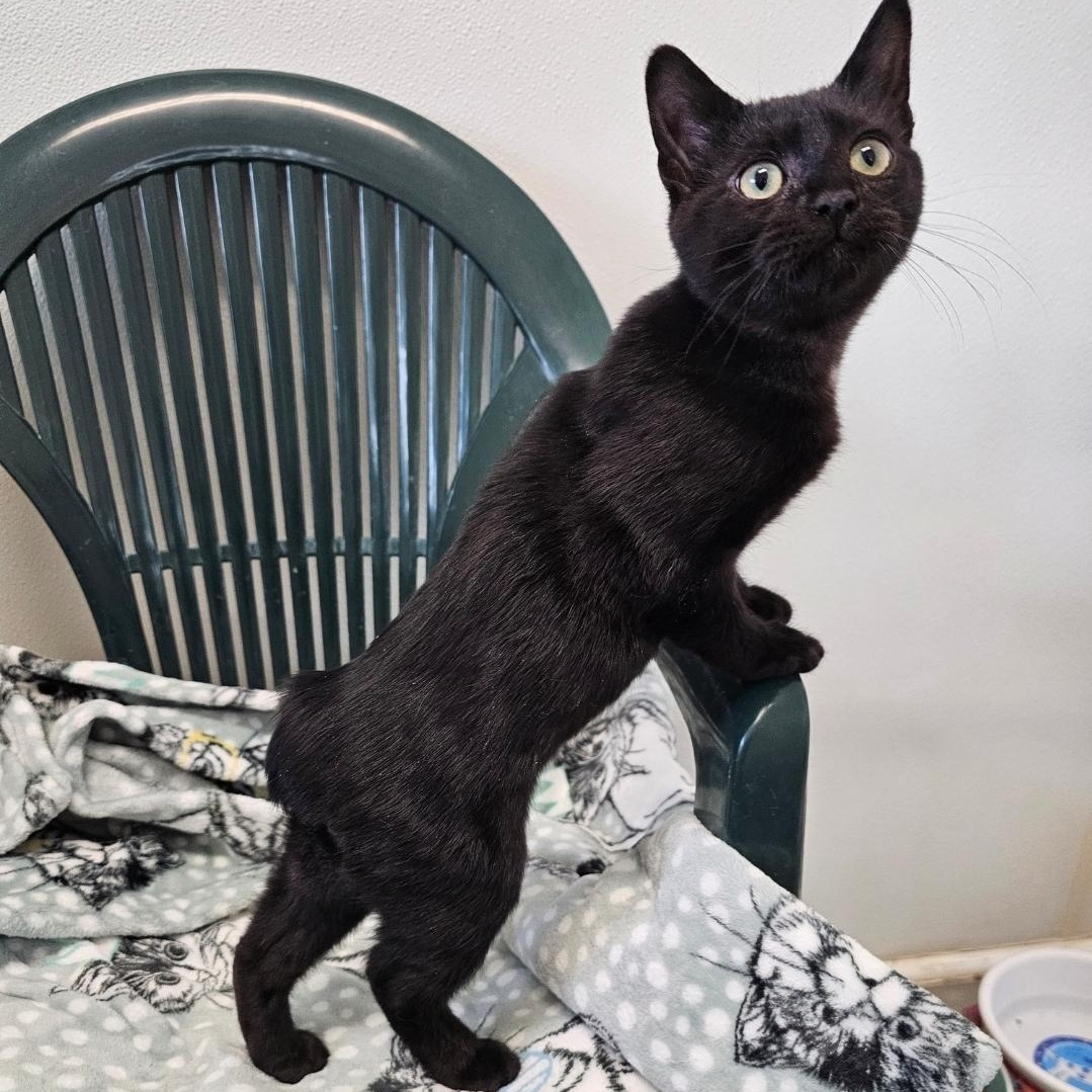 Enlarge Lincoln, an adopted mixed breed in Waynesville, NC image 1/2