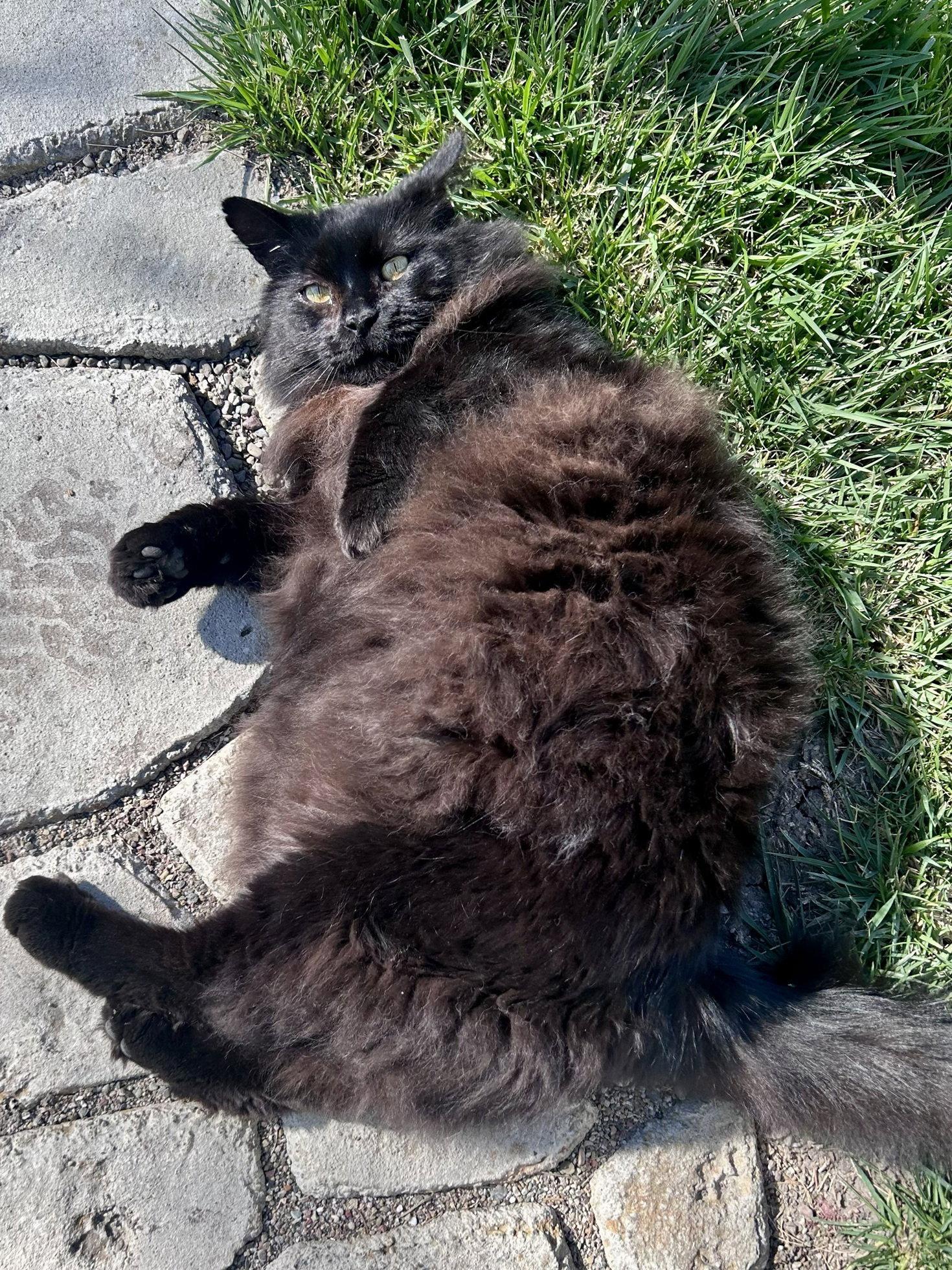 Lokki, Adoptable, Adult Male Domestic Long Hair.
