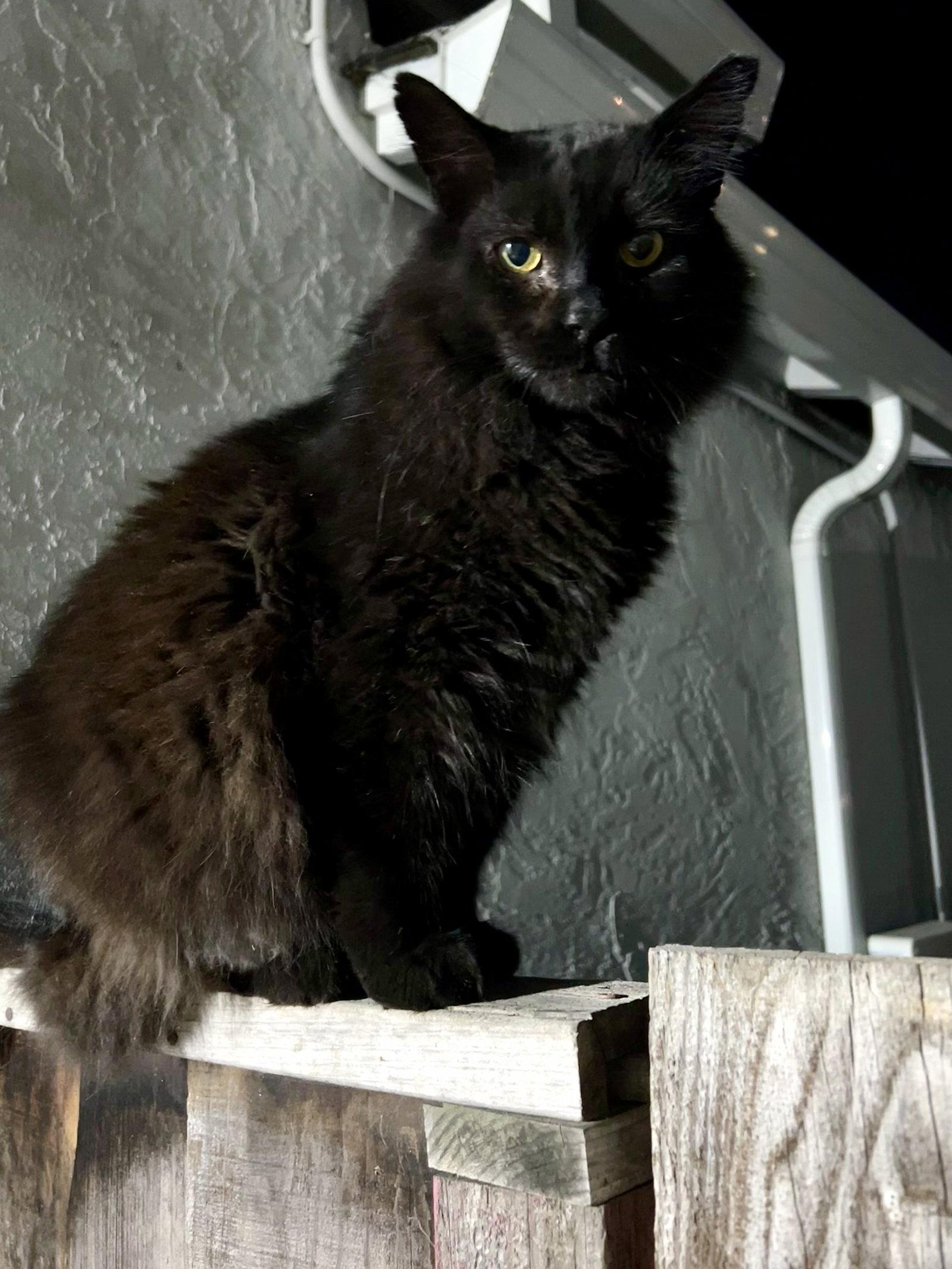 Enlarge Lokki, a Adoptable Domestic Long Hair in San Jose, CA image 2/3