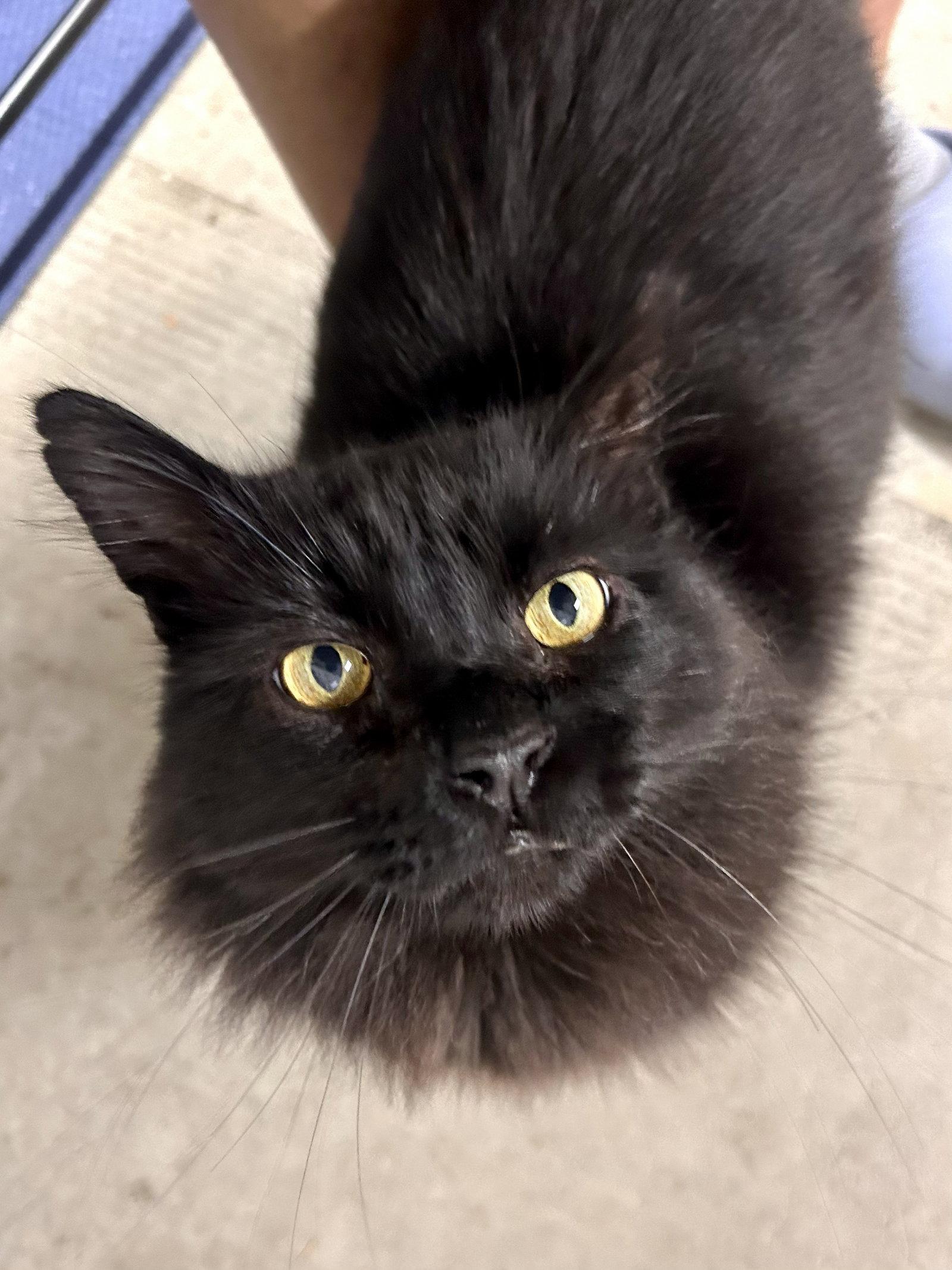 Enlarge Lokki, a Adoptable Domestic Long Hair in San Jose, CA image 3/3