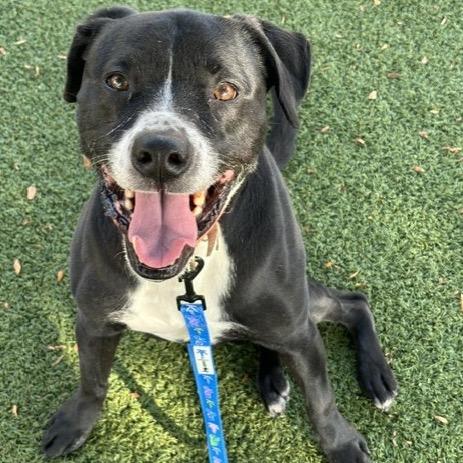 Triton, Adoptable, Senior Male Terrier & Retriever.