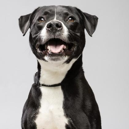 Enlarge Triton, a Adoptable mixed breed in Indianapolis, IN image 2/5