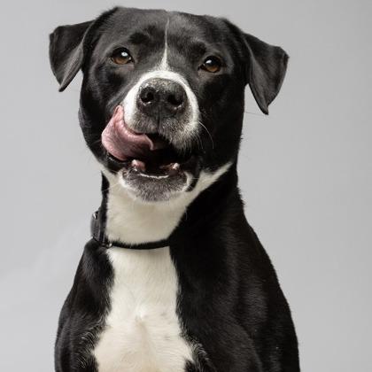 Enlarge Triton, a Adoptable mixed breed in Indianapolis, IN image 3/5
