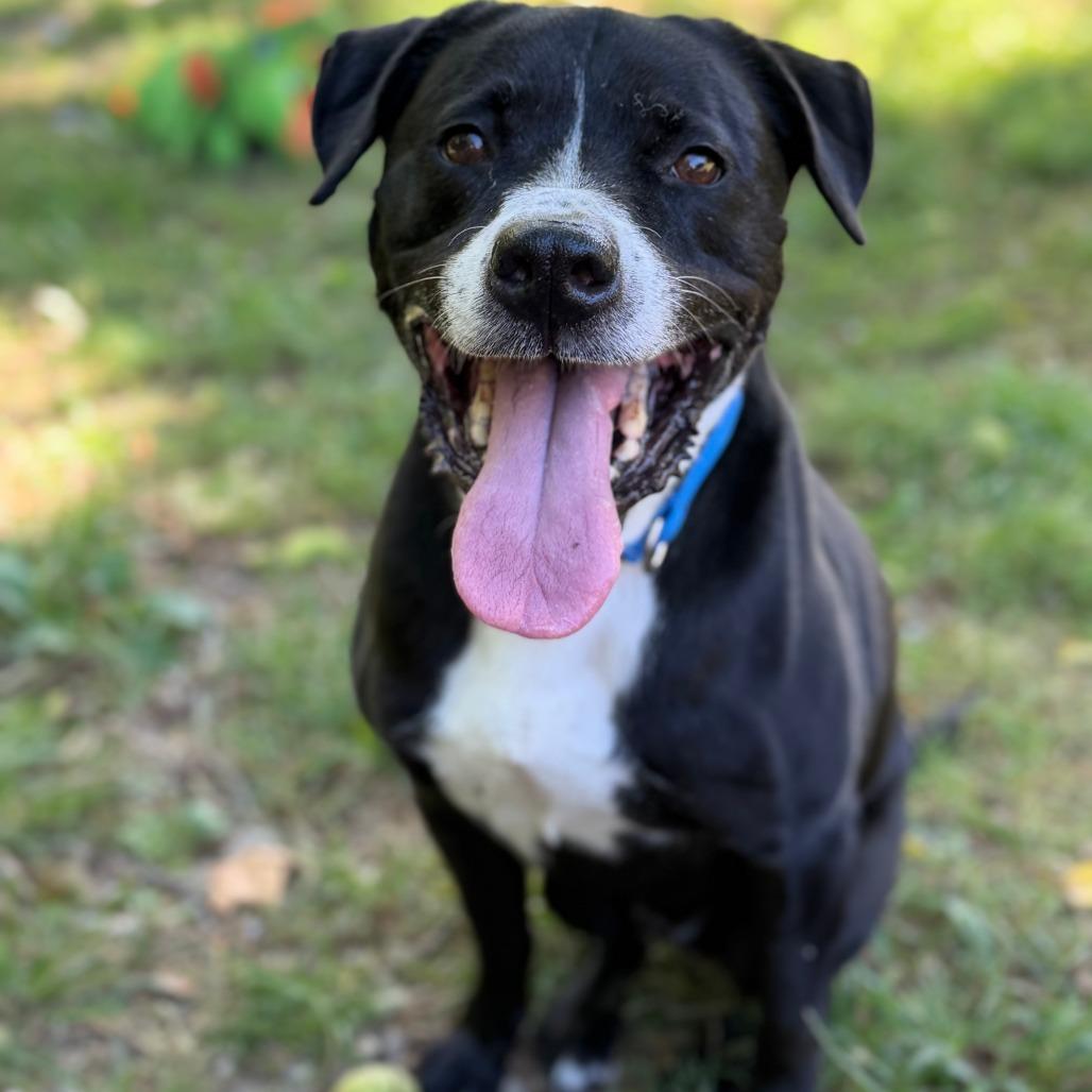 Enlarge Triton, a Adoptable mixed breed in Indianapolis, IN image 4/5
