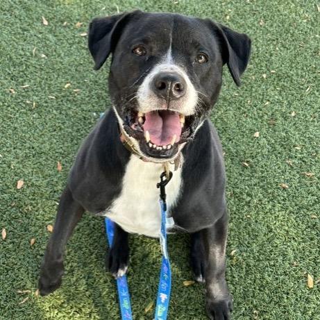 Enlarge Triton, a Adoptable mixed breed in Indianapolis, IN image 5/5