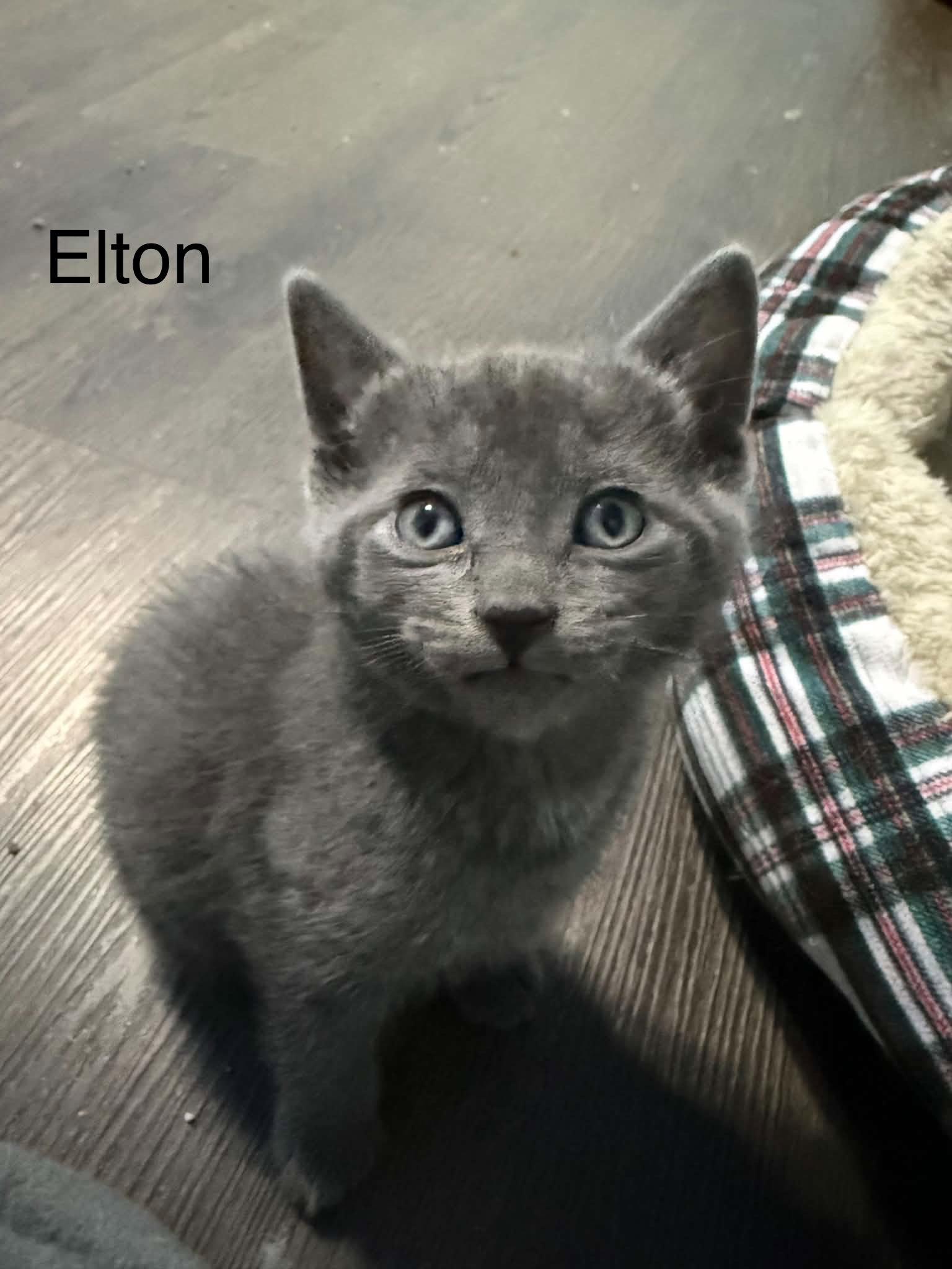 Enlarge Elton, a Adoptable Domestic Short Hair in West Des Moines, IA image 1/2