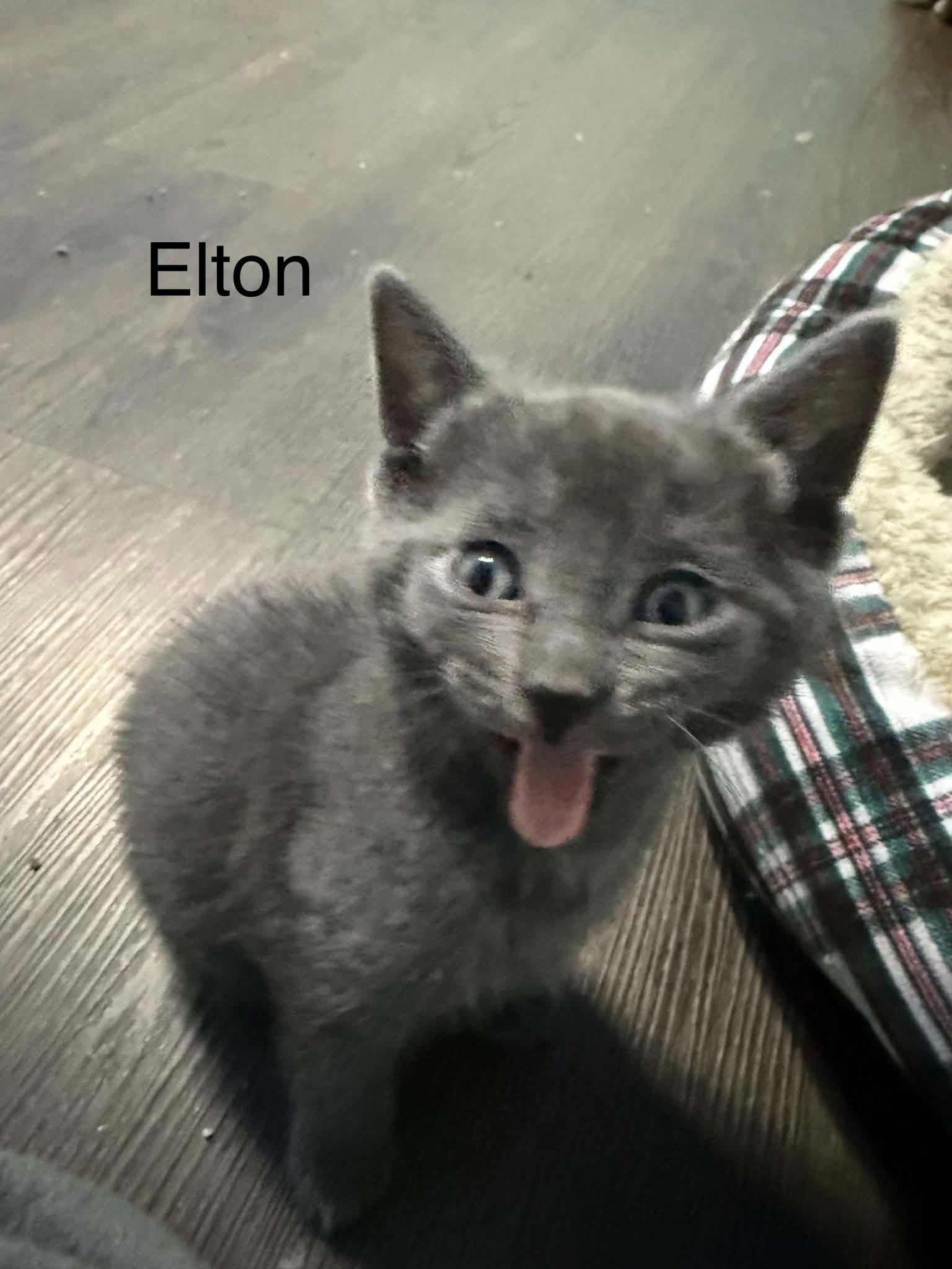 Enlarge Elton, a Adoptable Domestic Short Hair in West Des Moines, IA image 2/2