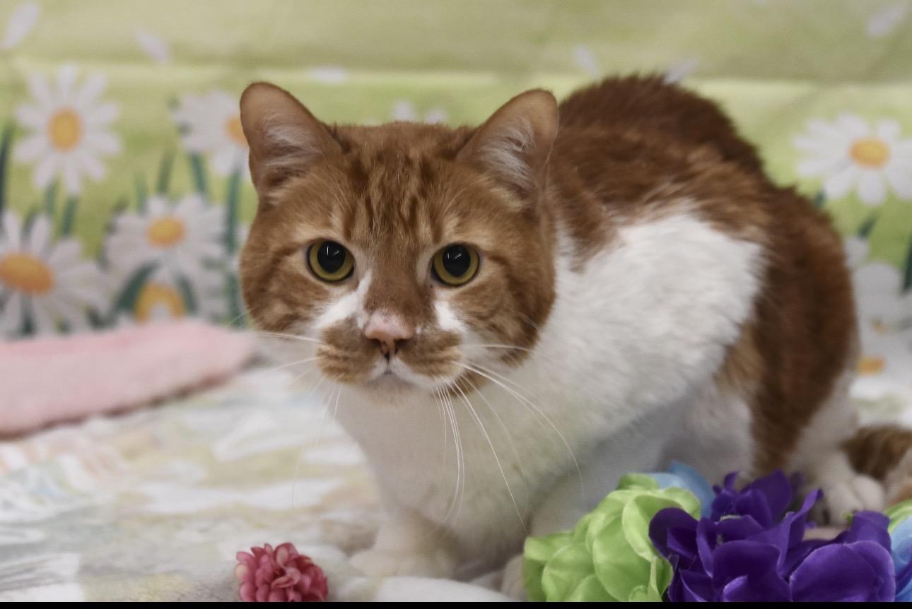 Enlarge Jack, an adopted Domestic Short Hair in Cambridge, MA image 1/3