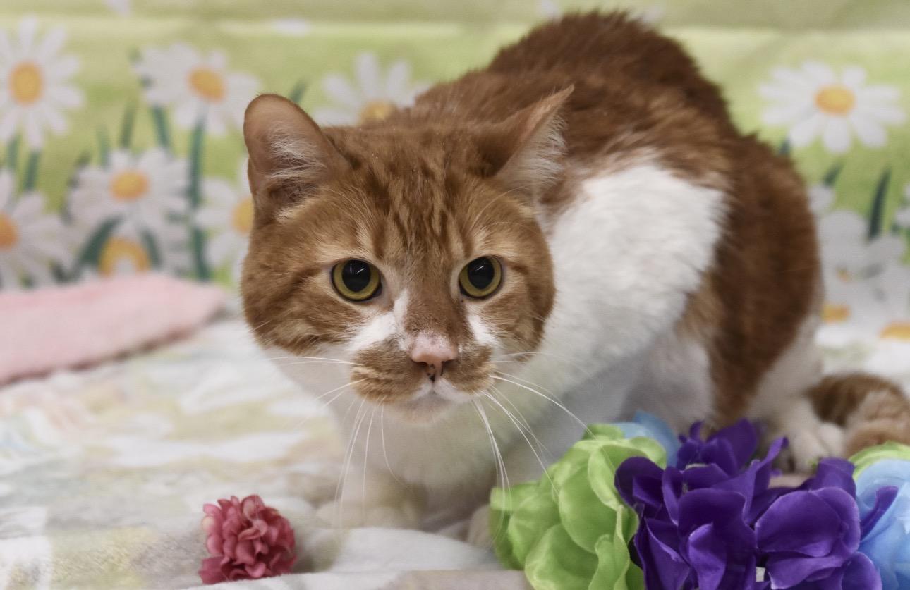 Enlarge Jack, an adopted Domestic Short Hair in Cambridge, MA image 2/3