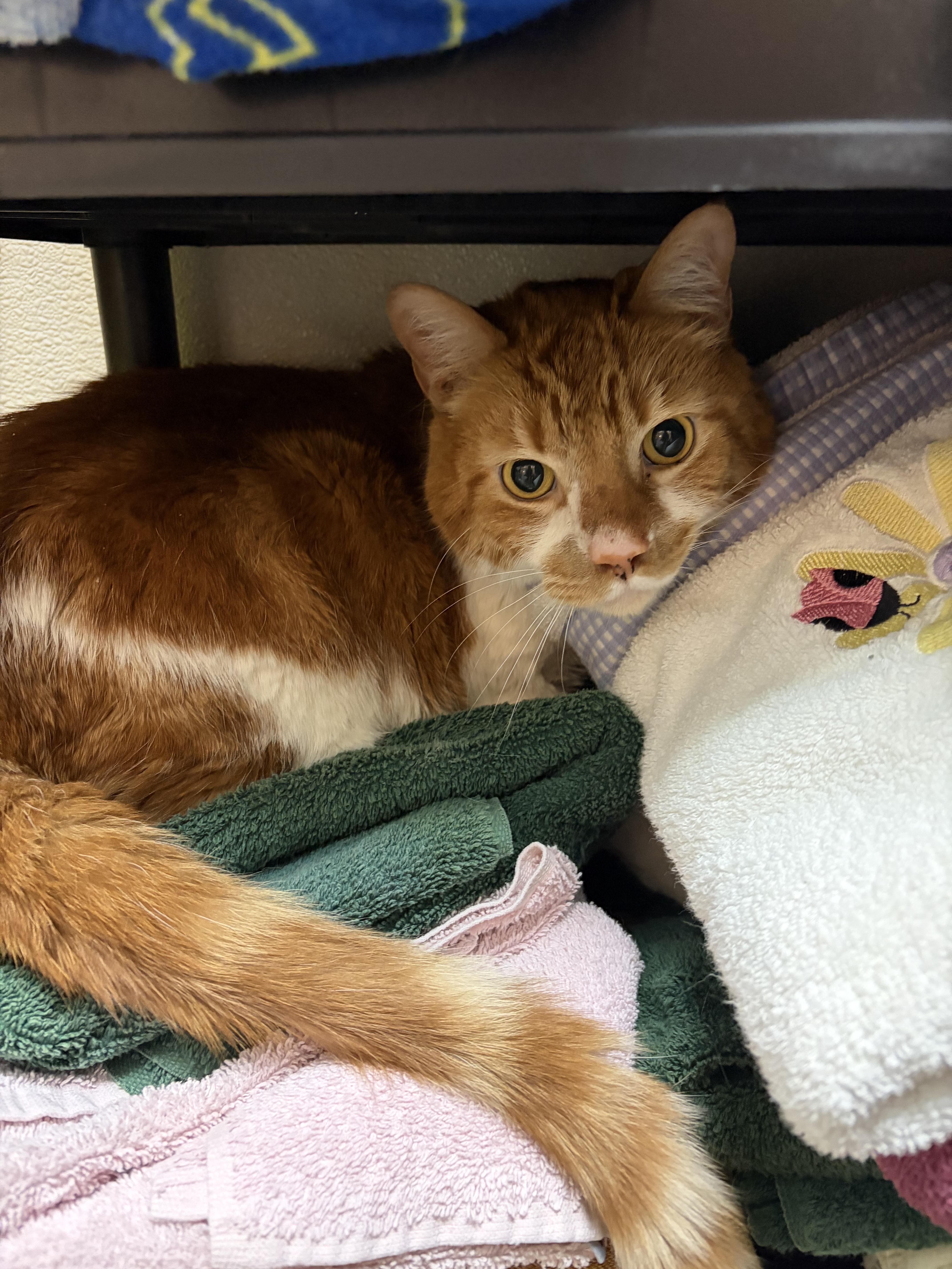 Enlarge Jack, an adopted Domestic Short Hair in Cambridge, MA image 3/3