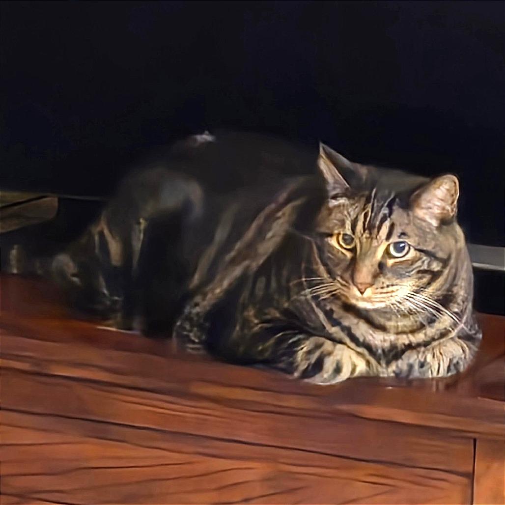 Munchie, Adoptable, Adult Male Domestic Short Hair.