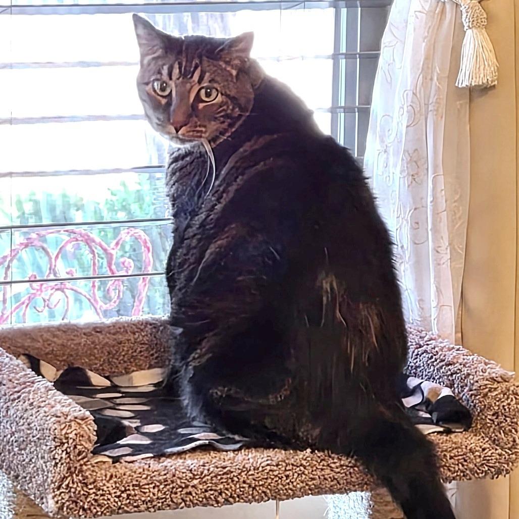 Enlarge Munchie, a Adoptable Domestic Short Hair in Prescott, AZ image 2/3