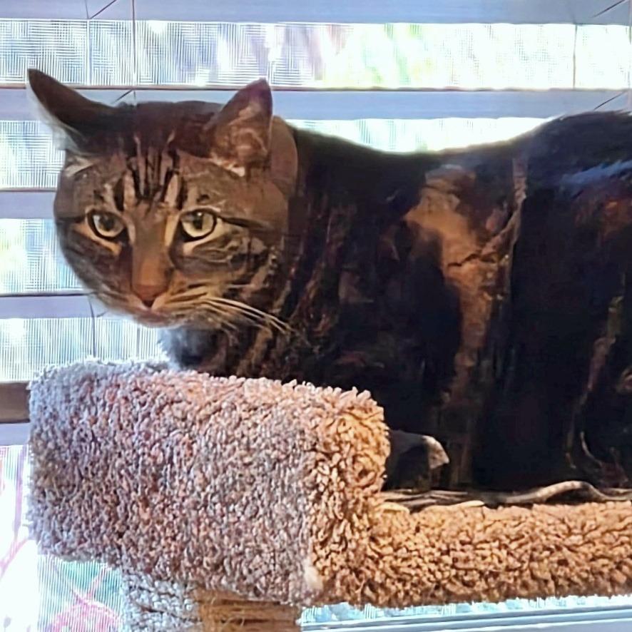 Enlarge Munchie, a Adoptable Domestic Short Hair in Prescott, AZ image 3/3