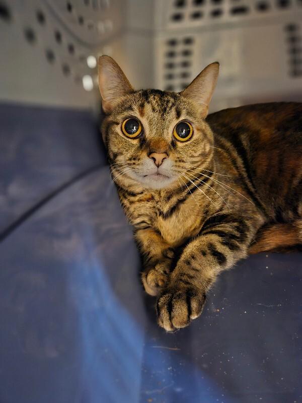 Raya, Adoptable, Adult Female Domestic Short Hair.