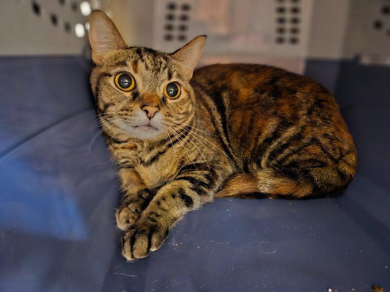 Raya, a Adoptable Domestic Short Hair in Fort Collins, CO image 2/2