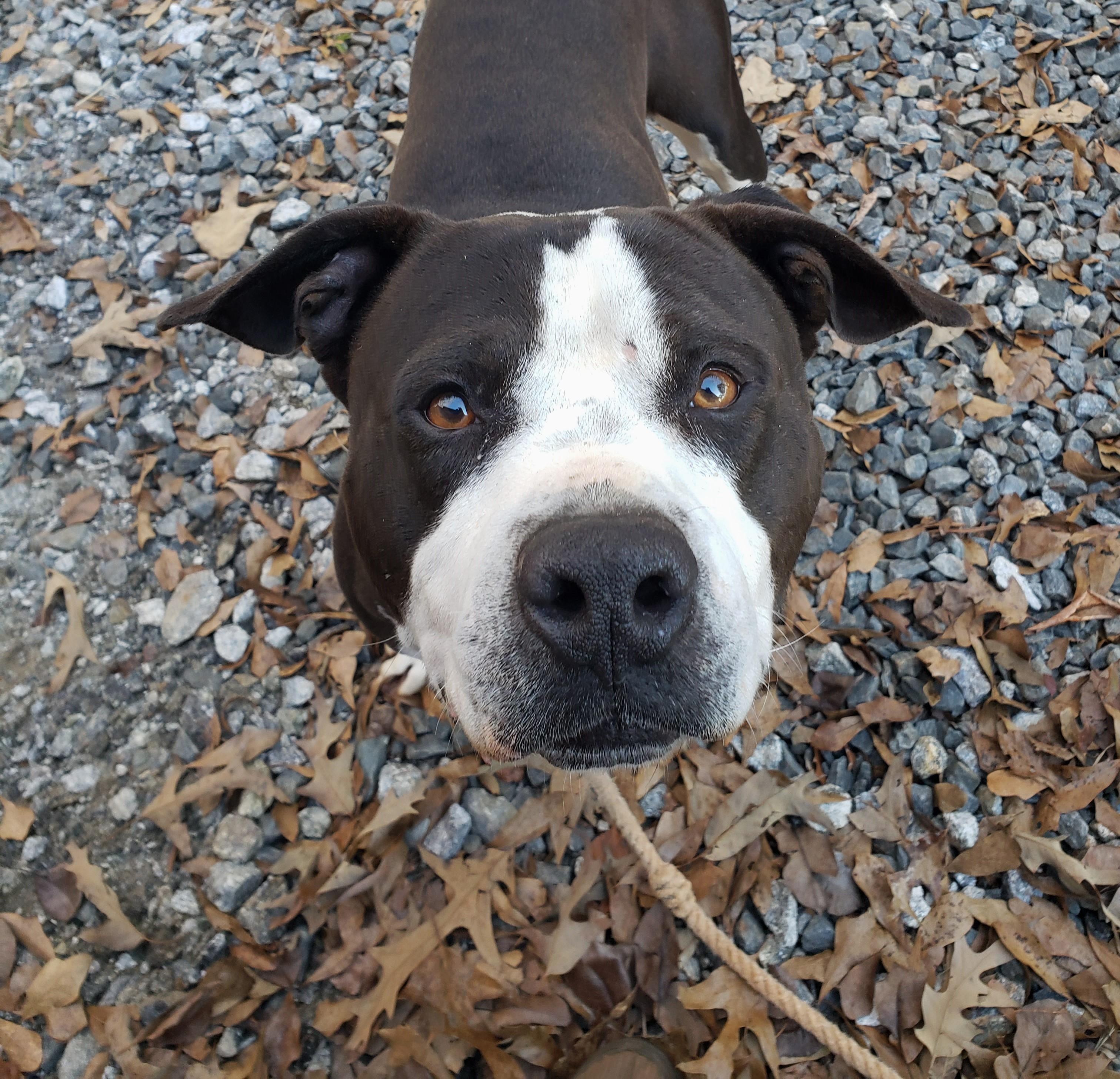 DEXTER Fabulous Family Dog Fostering in Norwalk CT! Ask for his Video!