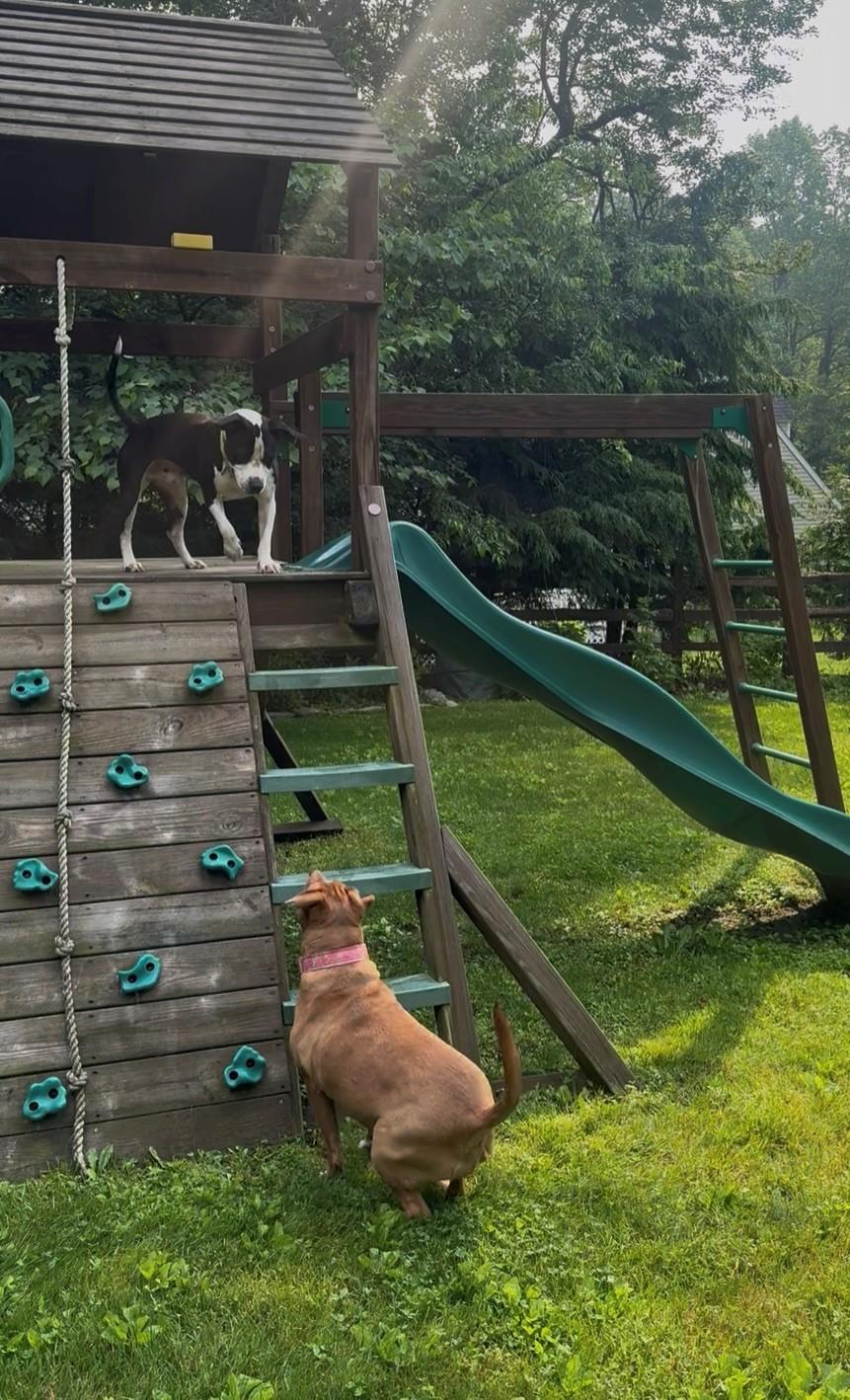 DEXTER Fabulous Family Dog Fostering in Norwalk CT! Ask for his Video!