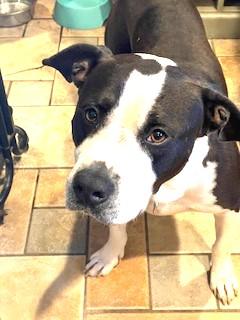 DEXTER Fabulous Family Dog Fostering in Norwalk CT! Ask for his Video!