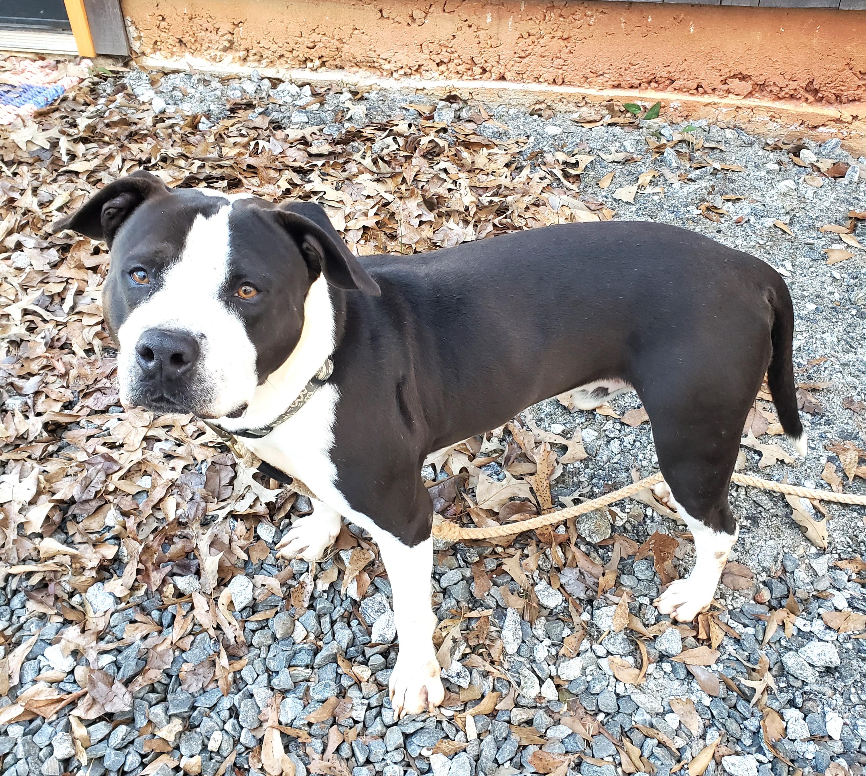 DEXTER Fabulous Family Dog Fostering in Norwalk CT! Ask for his Video!