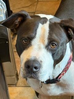 DEXTER Fabulous Calm  Dog Fostering in Norwalk CT! Ask for his Video!