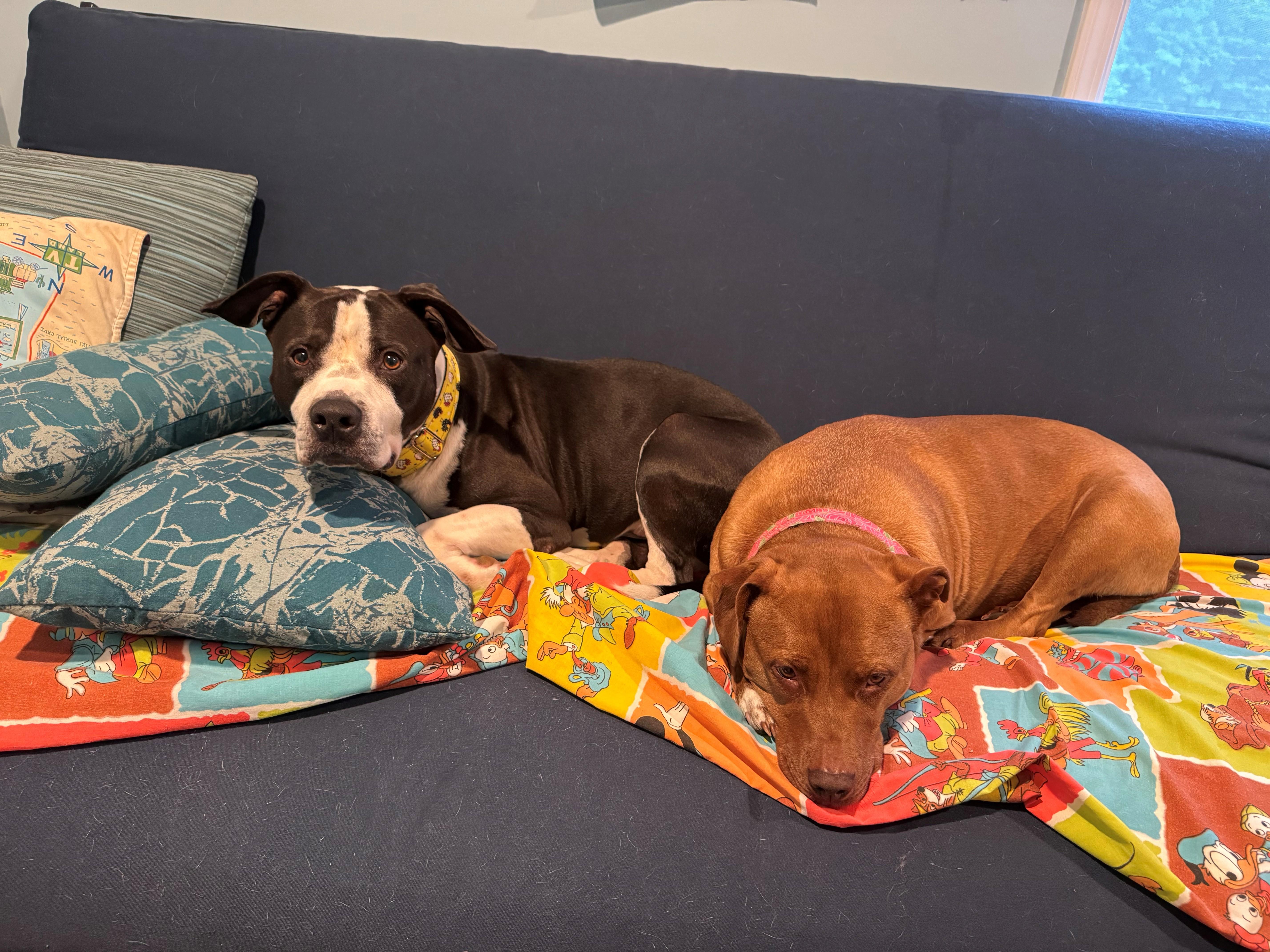 DEXTER Fabulous Family Dog Fostering in Norwalk CT! Ask for his Video!