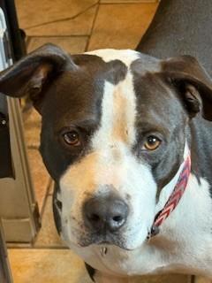 DEXTER Fabulous Calm  Dog Fostering in Norwalk CT! Ask for his Video!