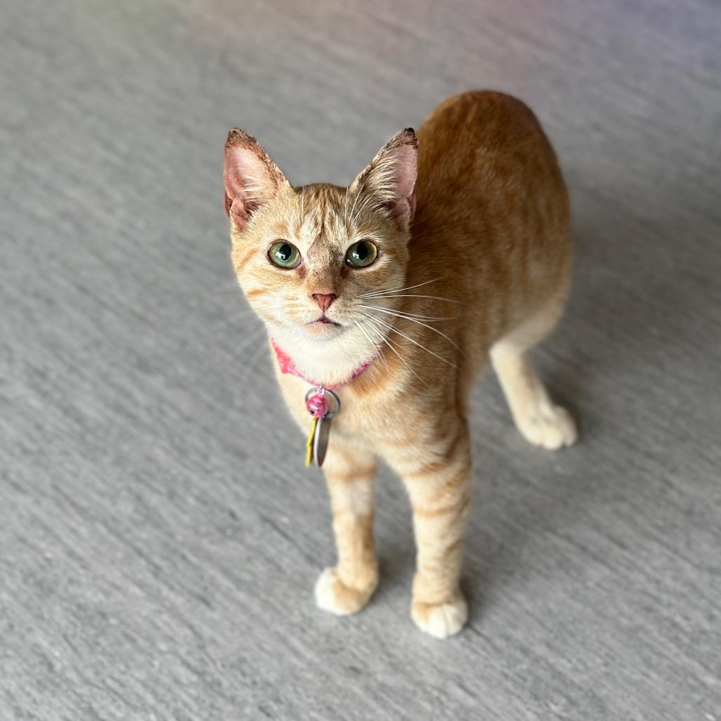D47118 Proton, Adoptable, Adult Female Domestic Short Hair.