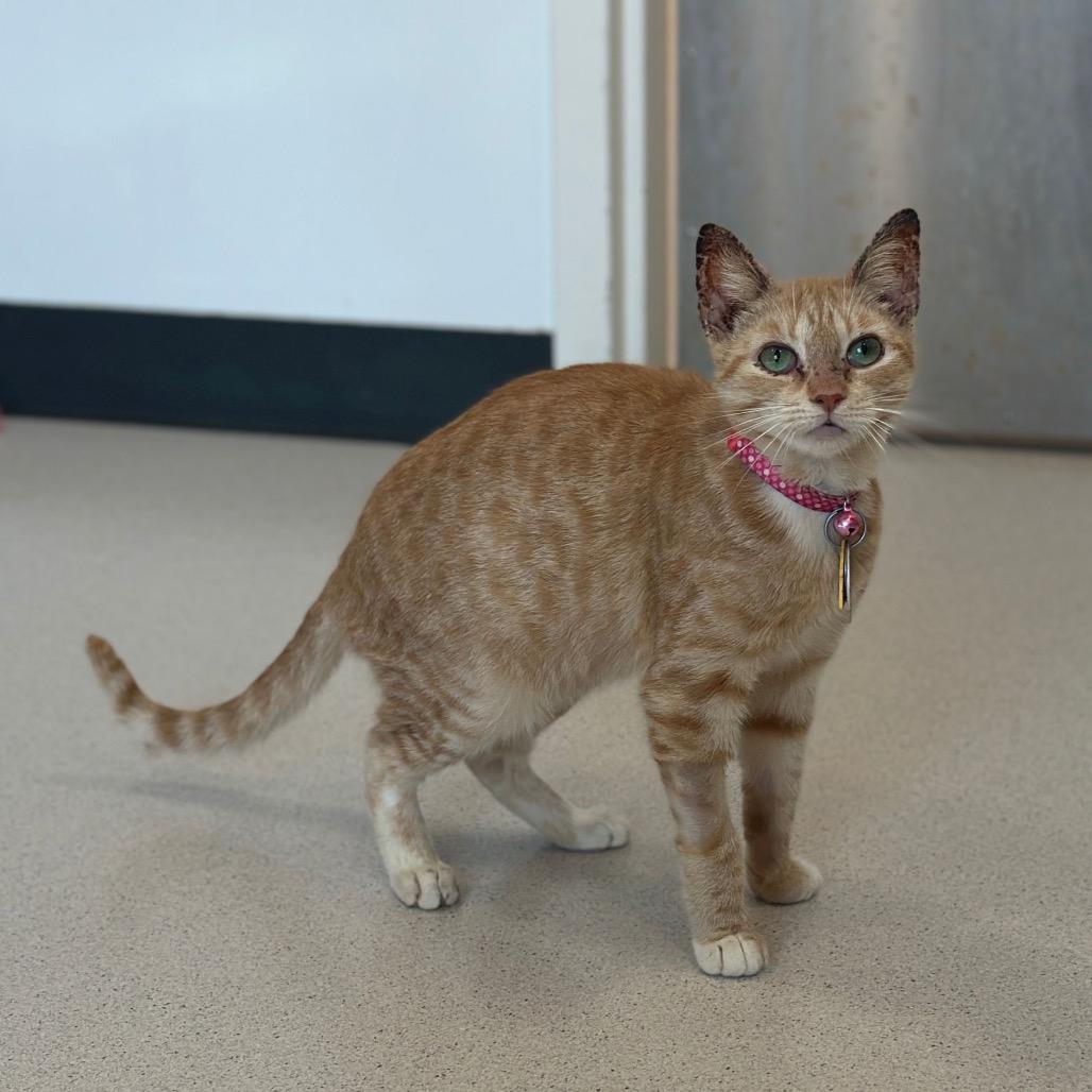Enlarge D47118 Proton, a Adoptable Domestic Short Hair in Port Washington, NY image 2/3
