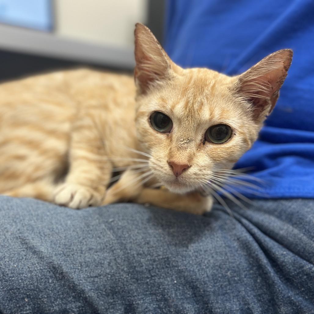 Enlarge D47118 Proton, a Adoptable Domestic Short Hair in Port Washington, NY image 3/3