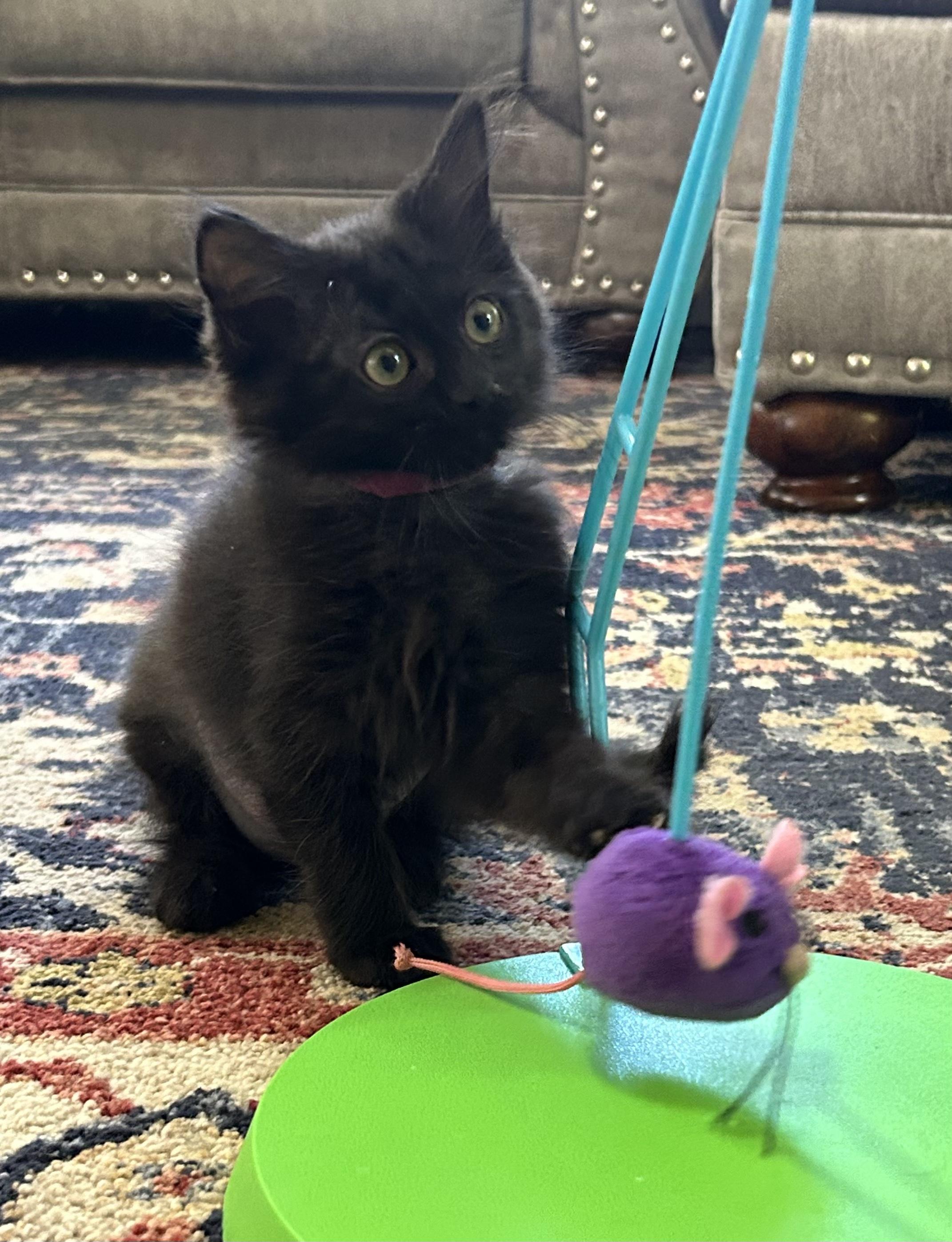 Athena, adopted, Kitten Female Domestic Medium Hair.