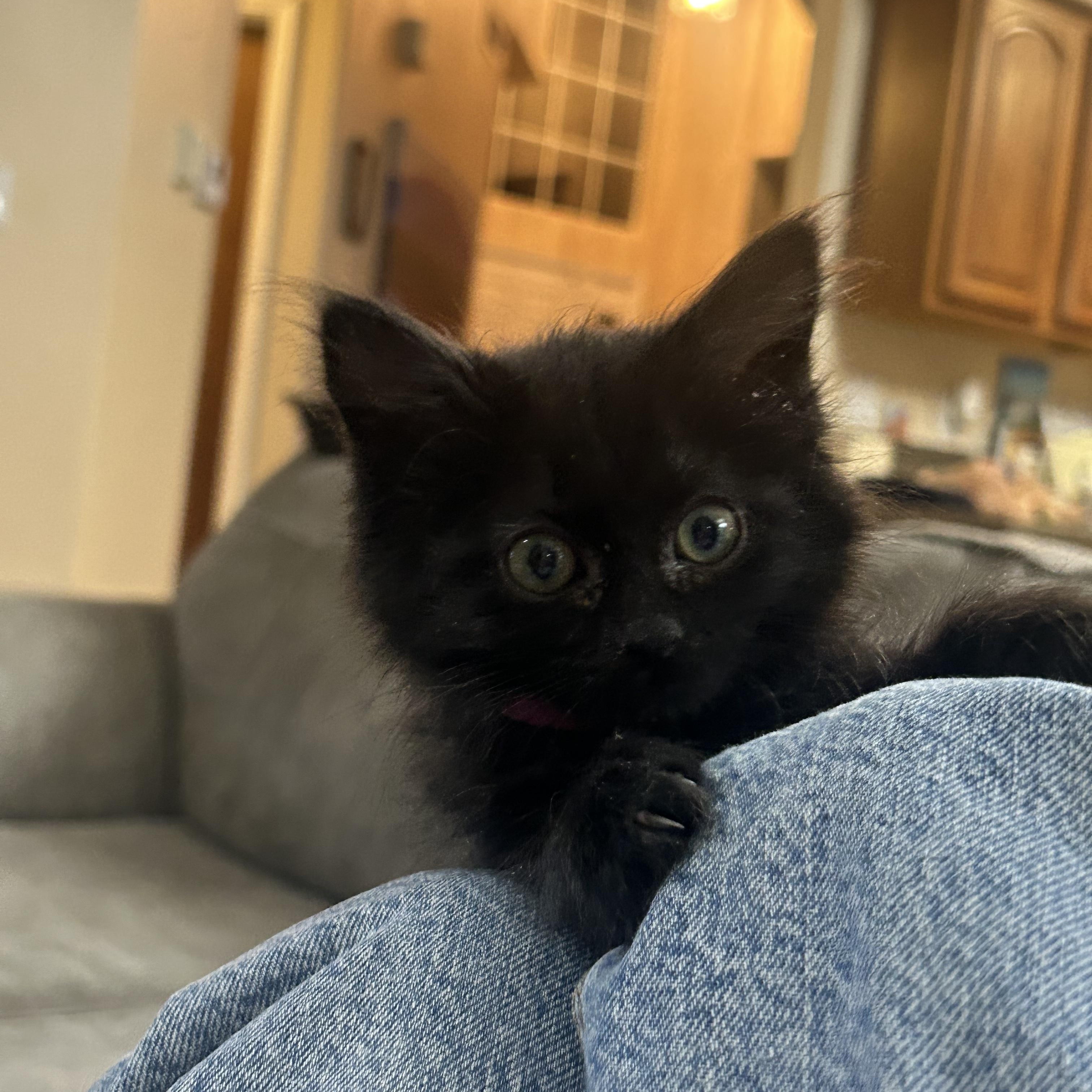 Athena, an adopted mixed breed in Albuquerque, NM image 2/5