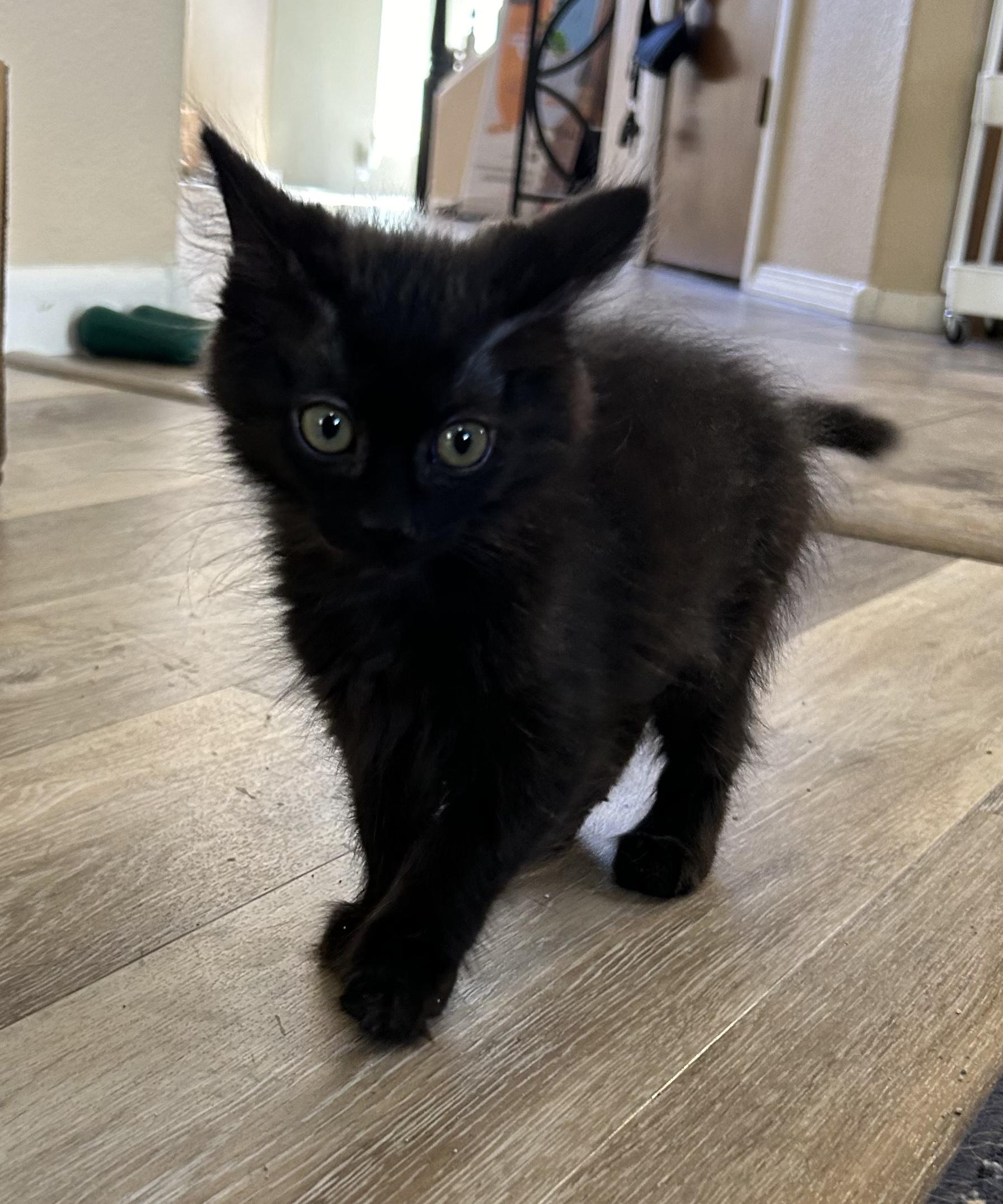 Athena, an adopted mixed breed in Albuquerque, NM image 3/5