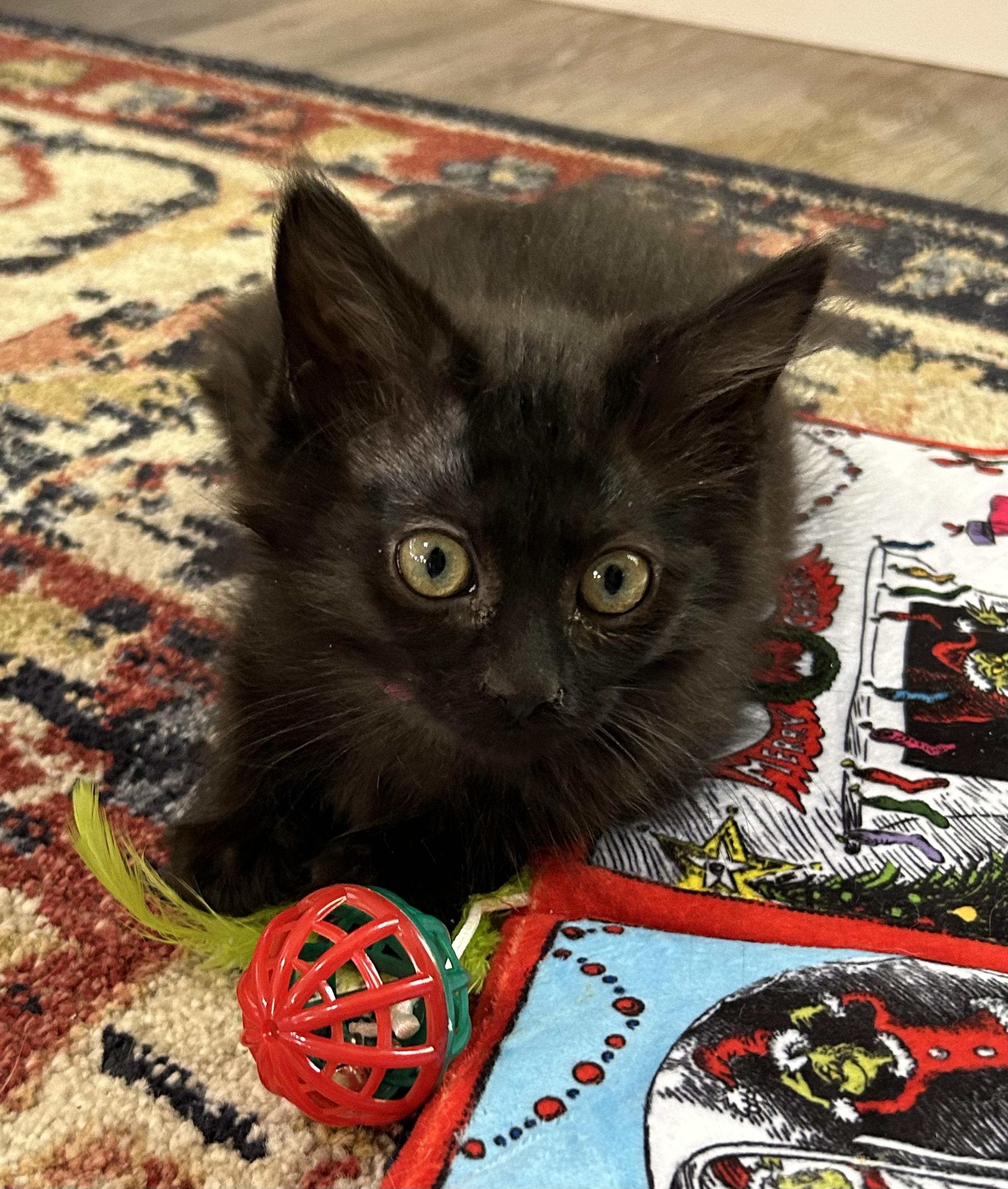 Athena, an adopted mixed breed in Albuquerque, NM image 5/5