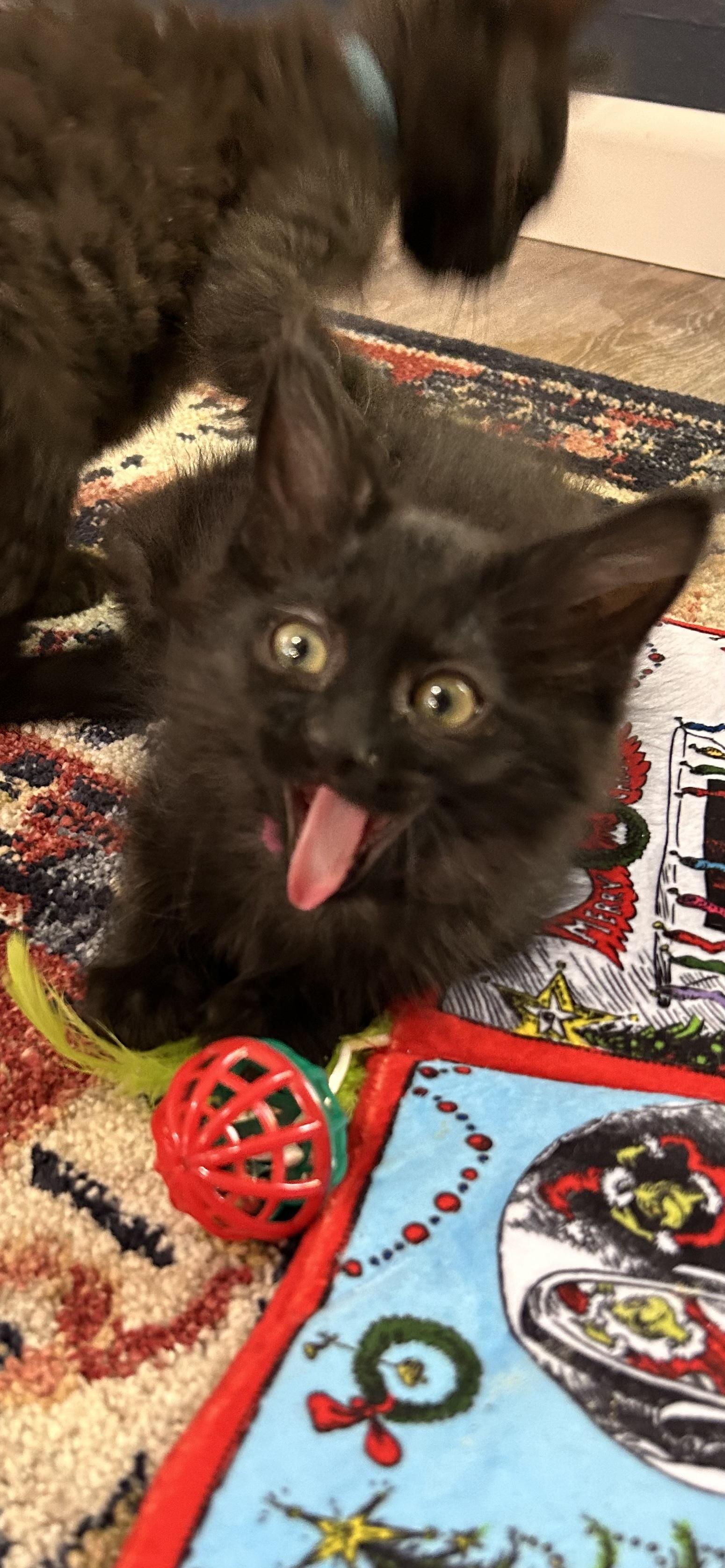 Athena, an adopted mixed breed in Albuquerque, NM image 4/5