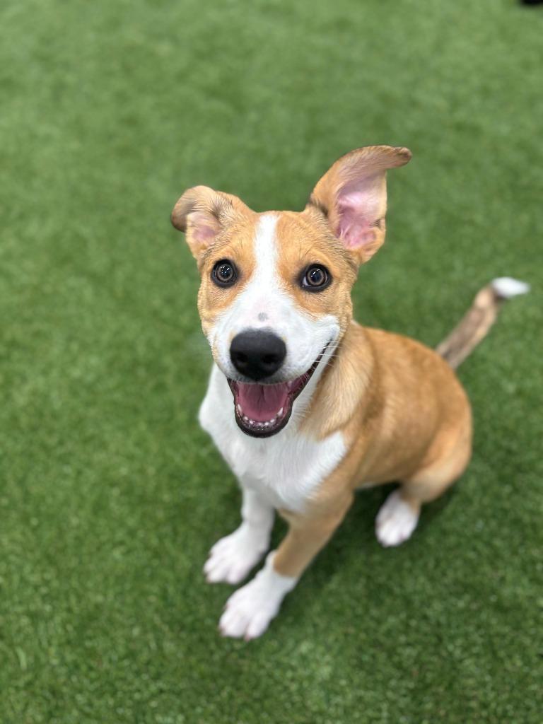 Chestnut, Adoptable, Puppy Female Collie & Shepherd.