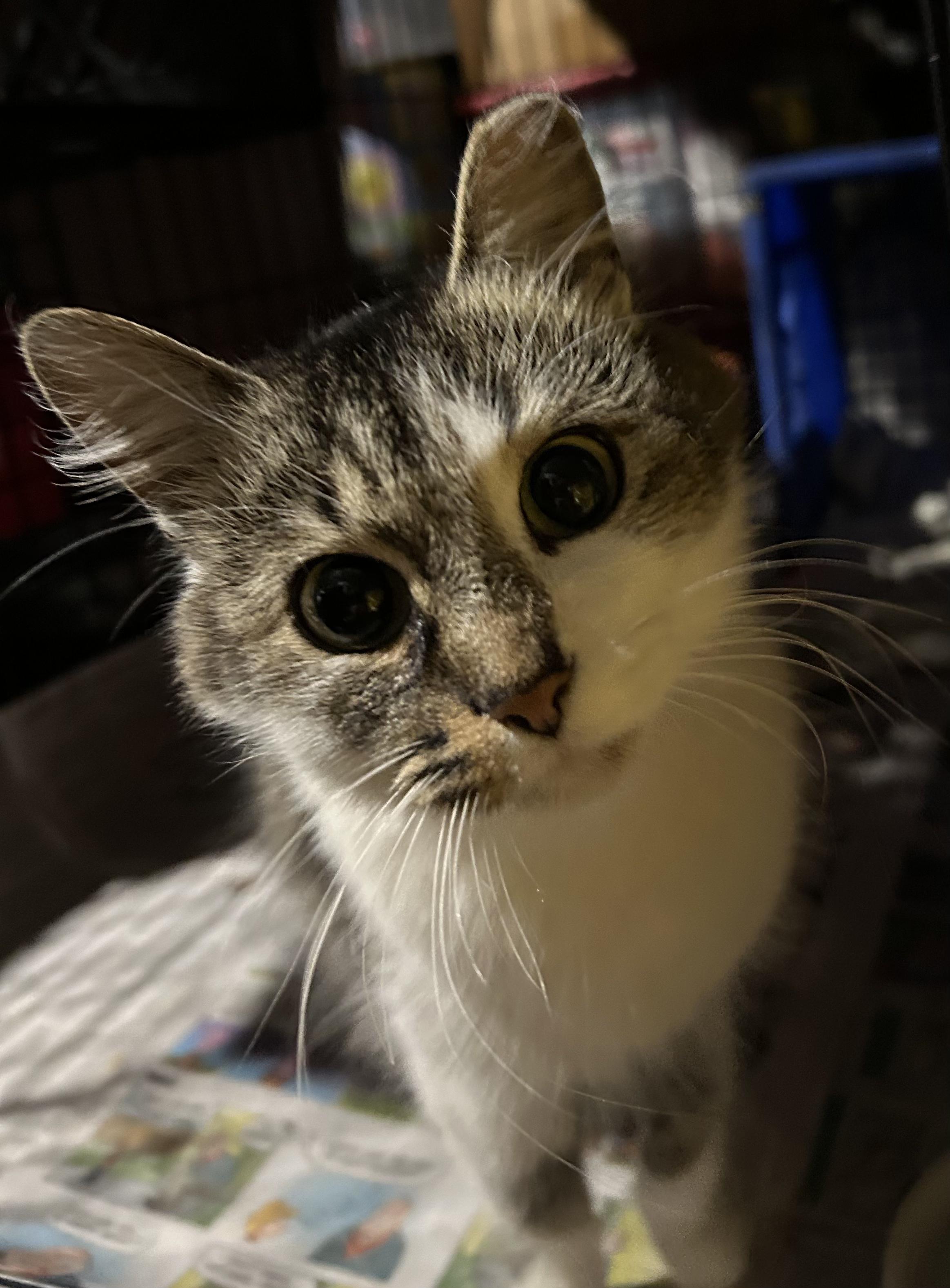 Challah, Adoptable, Adult Female Domestic Short Hair.