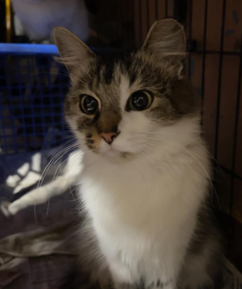 Enlarge Challah, an adopted mixed breed in South Euclid, OH image 2/2