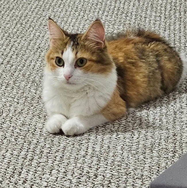 Kalia