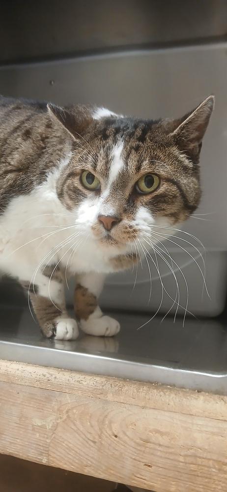 Enlarge Nikky, a Adoptable Domestic Short Hair in Salmon, ID image 1/2