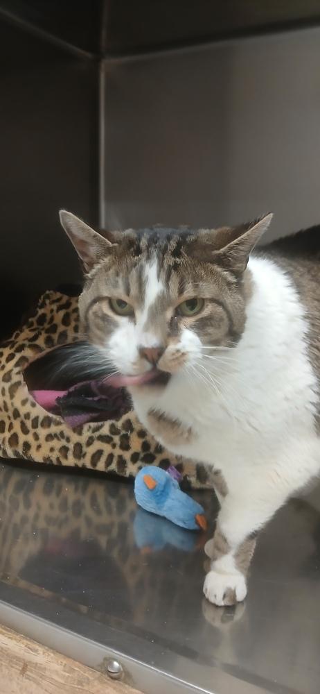 Enlarge Nikky, a Adoptable Domestic Short Hair in Salmon, ID image 2/2