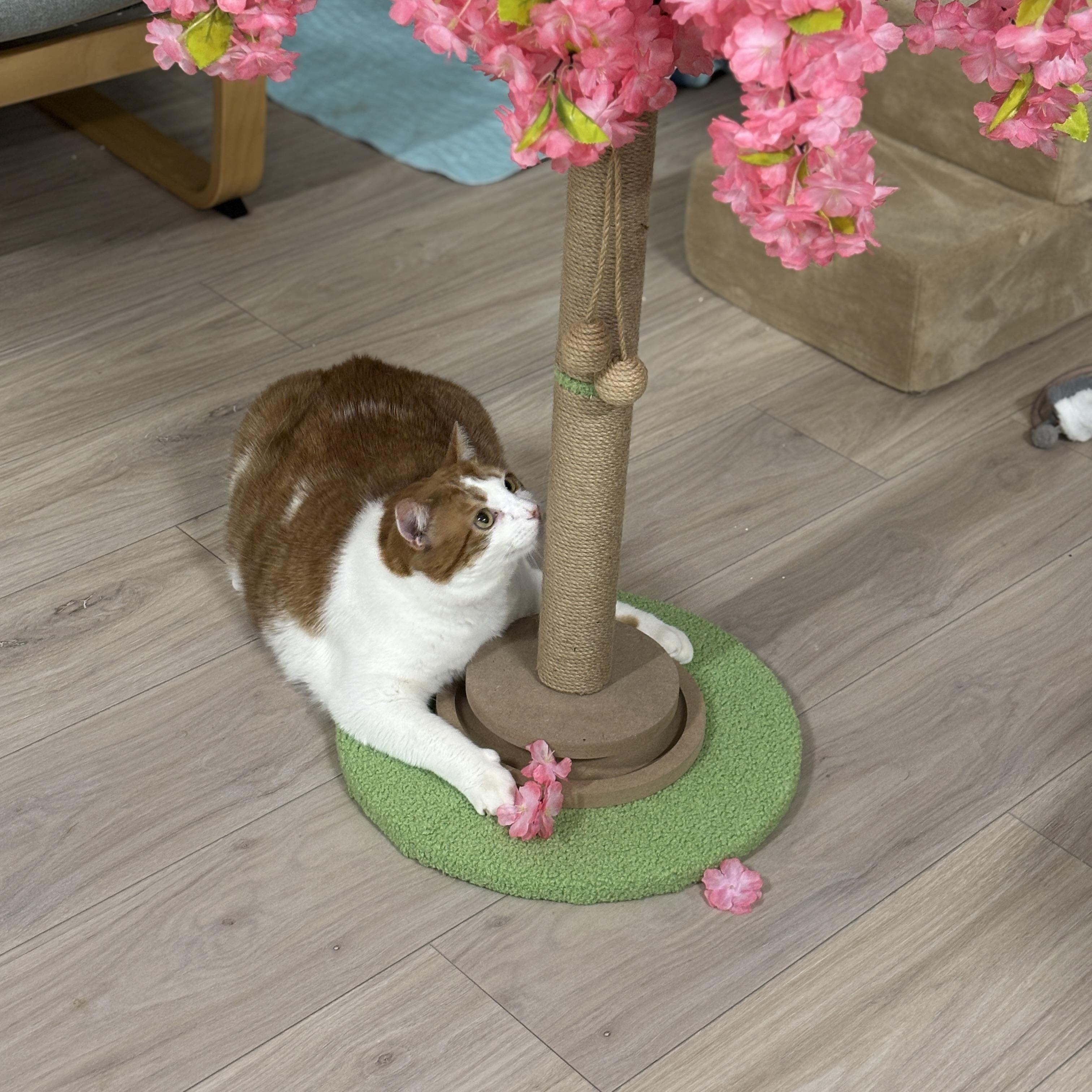 Lionel , an adopted Domestic Short Hair in Ottawa, ON image 2/4