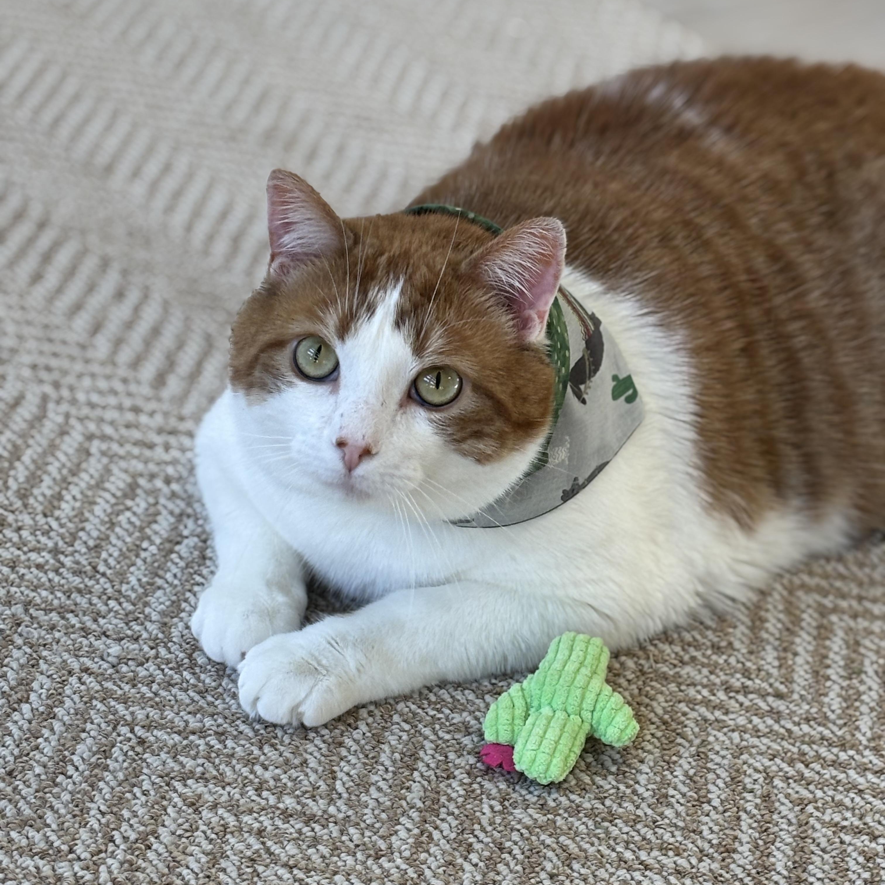 Lionel , adopted, Adult Male Domestic Short Hair.