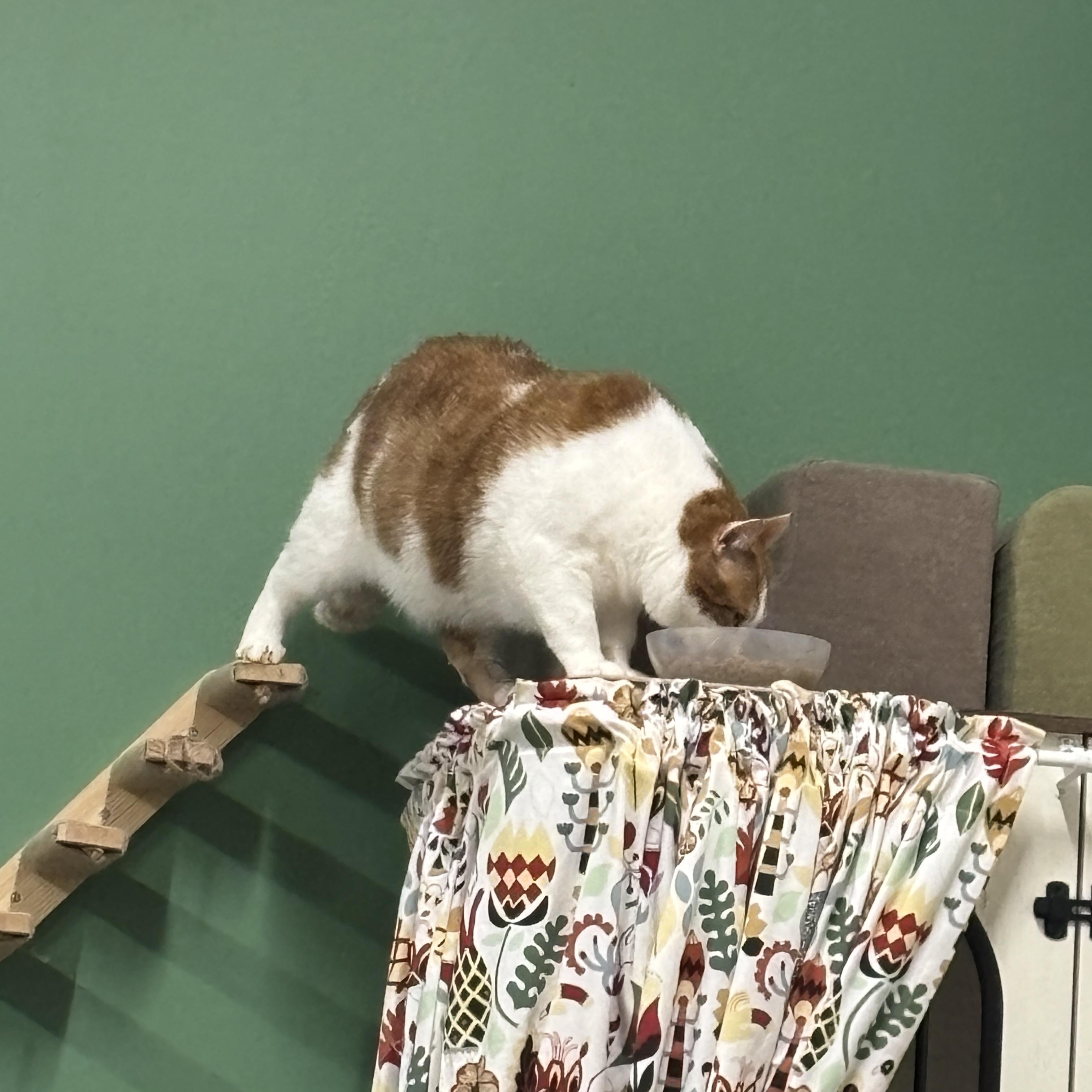 Lionel , an adopted Domestic Short Hair in Ottawa, ON image 3/4