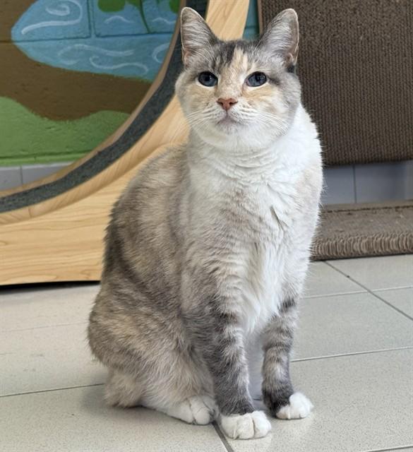 BELLA, Adoptable, Senior Female Siamese & Domestic Short Hair.