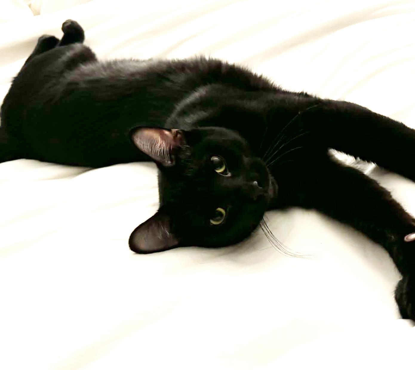 Enlarge Jeckle is nothing less than SPECTACULAR - HUGE GIANT KITTEN LOVER! VIDEO!!, a Adoptable Bombay in Bedford Hills, NY image 6/6